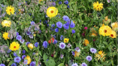 Blumenwiese Markdorf